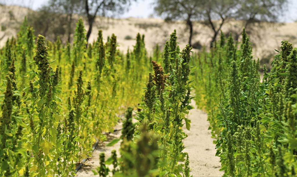 Climate-resilient crops like quinoa hold great potential for food security and nutrition in marginal environments. (Photo: ICBA) Climate-resilient crops like quinoa hold great potential for food security and nutrition in marginal environments. (Photo: ICBA)