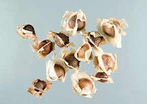 Seeds