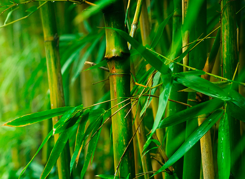 bamboo